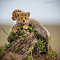 Little Boys by Iris Braun on 500px