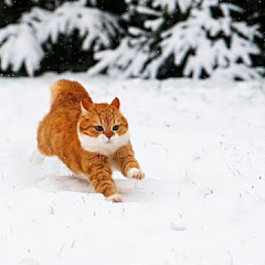 鴈王采集到猫猫猫