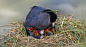 白骨顶和孩子们
Sakarmeke - Eurasian Coot - Fulica atra by ADNAN ATAÇ on 500px