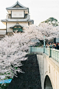 Cherry Blossoms at Kanazawa, Japan