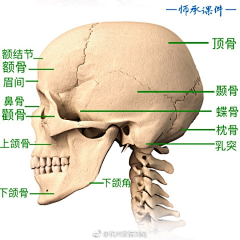 PINGZEZE采集到人体