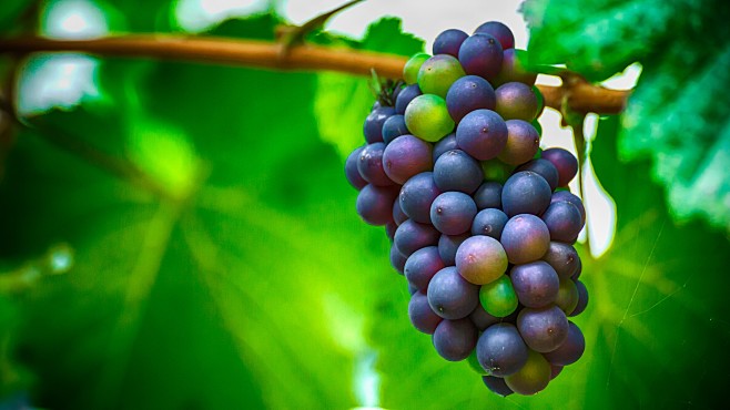 Photograph Grapes by...