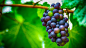 Photograph Grapes by Karol Drozd on 500px
