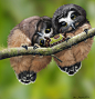 Baby Saw Whet Owls and Saddleback Caterpillar by Psithyrus