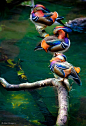 
colorful bird photos