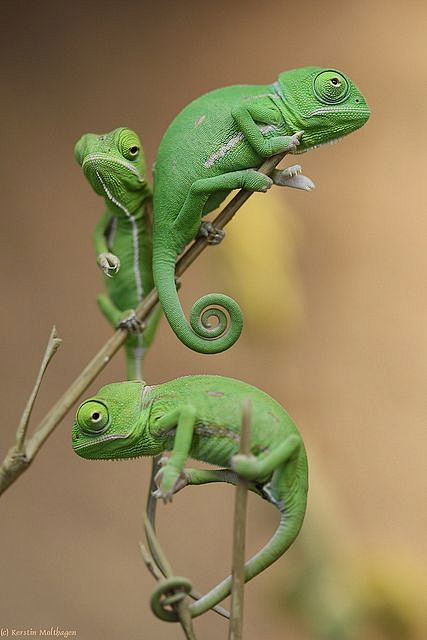 Chameleons: 