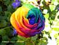 美丽的荷兰七彩玫瑰图片素材，玫瑰花高清图片