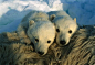 母亲北极熊几乎总是生出双胞胎，像这两只幼崽在加拿大北极地区。近三年崽将留在他们的妈妈，才去自行脱落。