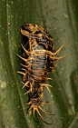 Tortoise shell beetle pupa by mandokid1