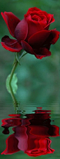 Red Rose Reflection@YongQu