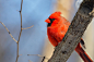 红鸟 (2048×1365)