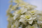 Photograph oakleaf hydrangea by takashi kitajima on 500px