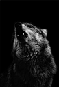 #晚安的图# 狼。 ​​​​