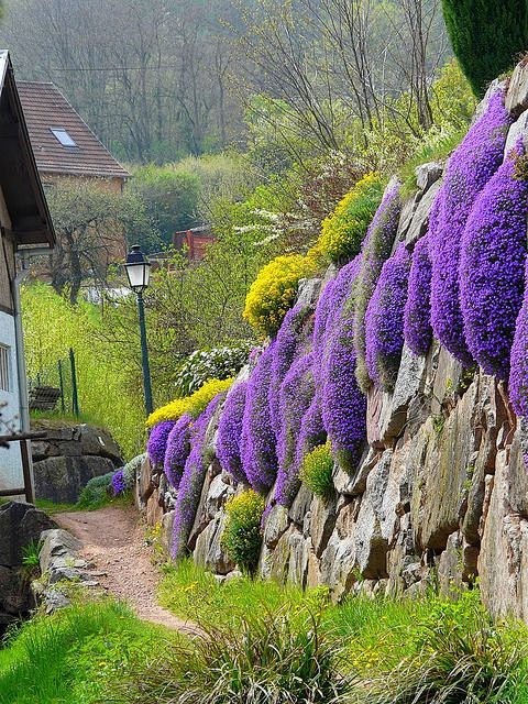 Mur fleuri | Alsace,...