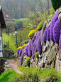 Mur fleuri | Alsace, France (Rock cress, basket-o-gold) #perennial Aubrietia and Alyssum: