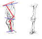 [转载]下肢结构分析