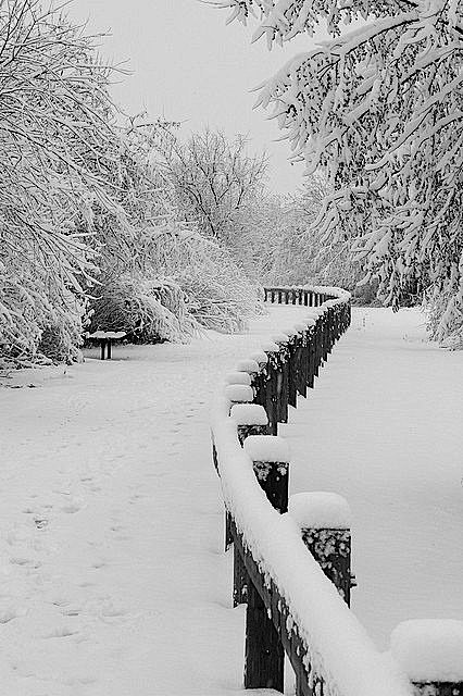 仙境般的黑白雪景照片