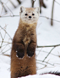  

funnywildlife:
Pine Marten
by David Beadle
