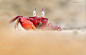 RED GHOST CRAB by swarnava  nandi on 500px