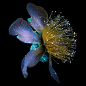 Bathed in Ultraviolet Light, Single Flowers Glow with Radiant, Saturated Color : In Between Art and Science, Debora Lombardi harnesses the creative potential of ultraviolet light. The Italy-based designer and photographer splashes single flowers with the 