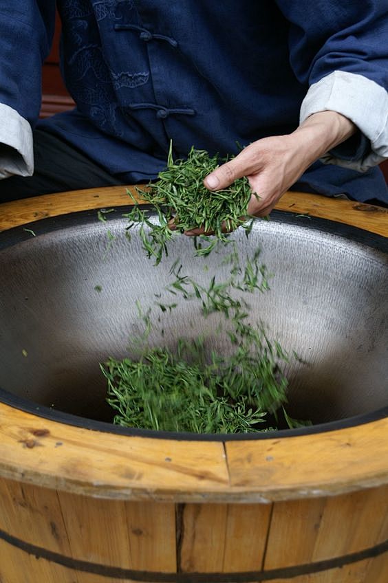 Drying tea leaves in...