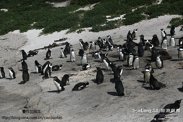 在南非亲近美丽小企鹅, 曹作兰旅游攻略