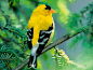 Goldfinch