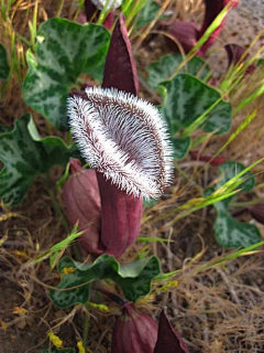 清新=淡雅采集到花朵