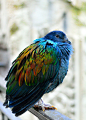 yourlovelifeworld:

Nicobar Pigeon