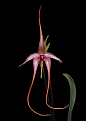 【棘唇石豆兰 Bulbophyllum echinolabium】