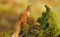 General 2560x1600 squirrel nature animals