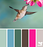 hummingbird hues