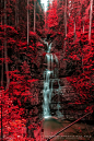 Waterfall and blazing red autumn forest, Austria, by Norbi Bedő