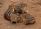 Squirrels squirrel chipmunk wallpaper | 1920x1369 | 112556 | WallpaperUP