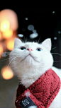 猫咪——下雪了