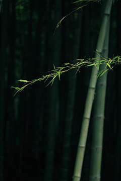 惜诺33采集到植物/花卉