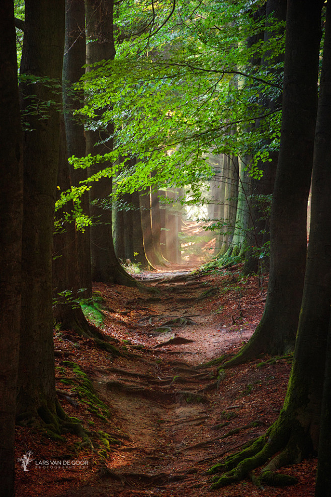 Lars van de Goor在 50...