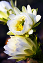 Cactus Flowers  