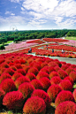 Kochia Hill, Hitachi Seaside Park in Hitachinaka, Ibaraki, Japan。日本茨城县常陆那珂市的常陆海滨公园地肤山，是一片因地肤这种植物而知名的小山丘，已经成为日本最知名的花山。地肤是一年生直立草本花卉，株高50-100厘米，植株为嫩绿，秋季叶色变红，花期为每年的9-10月，但是花极其的少，人们最喜欢观赏其红色的植株。也许一株红色的地肤不起眼，但是成千上万株的地肤不得不让您震撼，它们红得像是一片火海，让人惊叹不已。地肤山已经成为常陆海滨公园最起眼、最