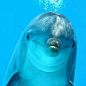 A dolphin chillin