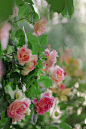 玫瑰,夏天,粉色,自然美,菜园,清新,浪漫,情人节卡,复古风格,春天