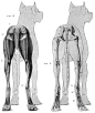 动物骨骼肌肉解剖图：狗，狮，马 1280PX[30P] (6).jpg