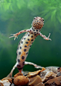 magicalnaturetour:

“Smooth Newt” by Steve Mackay 