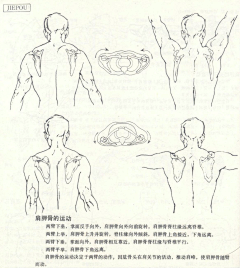 Ni懂否采集到人体结构-造型基础