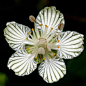 细叶梅花草 parnassia asarifolia：卫矛科梅花草属，此属植物很多都能长在寒冷贫瘠的地方，属名来自希腊神话帕纳赛斯Parnassus山，是缪斯女神的所在