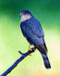 国家摄影师Charlie VanTassel在美国拍摄的作品《纹腹鹰（Sharp-shinned Hawk）》，一段时间的拍摄后，这只鹰好像完全适应了我的存在，任由摄影师越来越接近它。背景、栖木、景深、光线都无懈可击，非常难得能拍摄到如此清晰的照片。 #鸟类# #摄影#