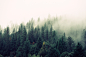 nature-forest-trees-fog.jpeg (2200×1467)