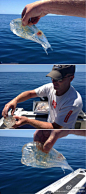 好神奇！！你见过“果冻鱼”吗？新西兰一个渔夫钓到了一只透明的鱼，像果冻一样晶莹剔透，要不是被钓到还真是发现不了~~