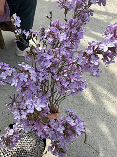 蝉知雪（简若明）采集到花鸟鱼虫-花