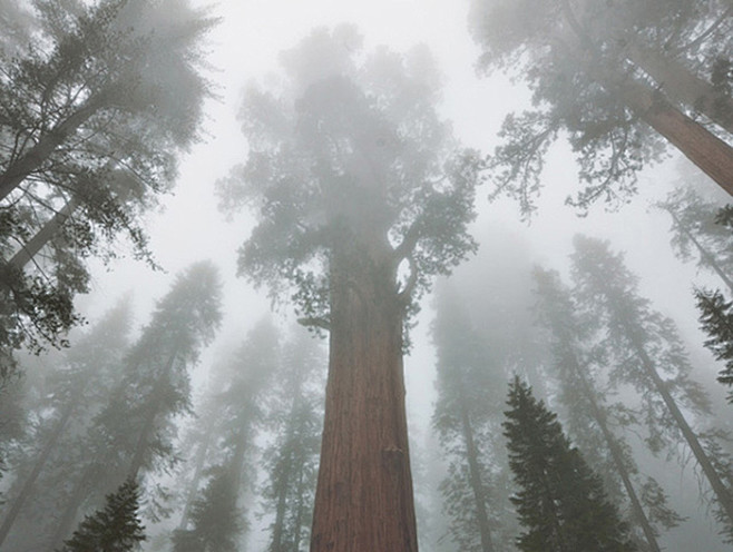 红杉树是这个地区的特色物种，它们可以长到...